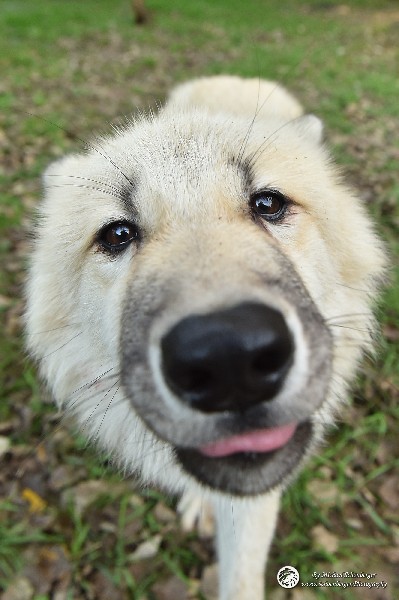 Polarwölfe Arctic wolves Anyu Nova Yuki